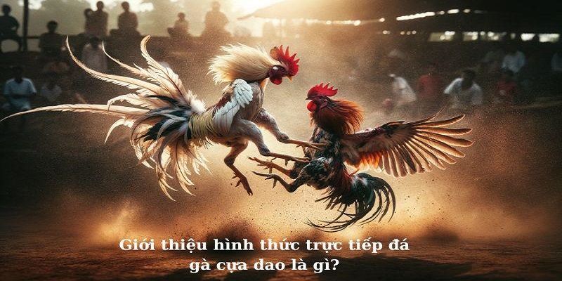 Đá gà cựa dao – Hình thức căng thẳng và lôi cuốn nhất